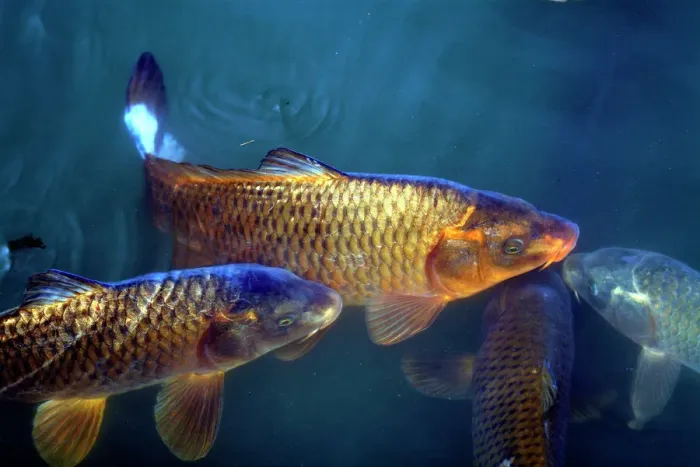 Gerahmter Druck : Karpfau.. Karottenkarpfen im Teich. Dieser Fisch ist eine dekorative Gerahmter Druck : Karpfau.. Karottenkarpfen im Teich. Dieser Fisch ist eine dekorative
