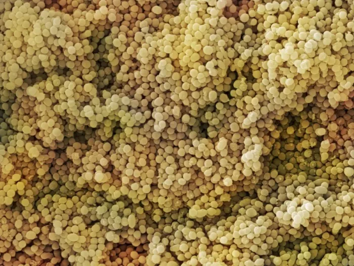 Gerahmter Druck : Lactococcus-Sp.-Bakterien (SEM) Gerahmter Druck : Lactococcus-Sp.-Bakterien (SEM)