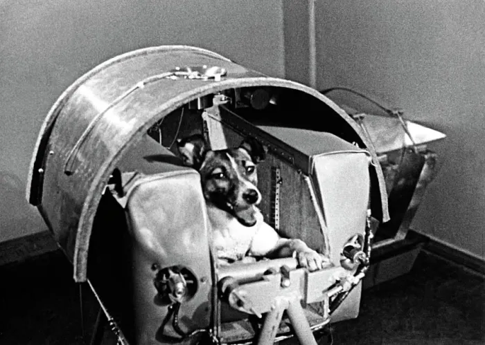 Gerahmter Druck : Laika der Weltraumhund Gerahmter Druck : Laika der Weltraumhund