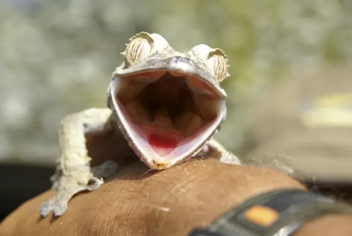 Gerahmter Druck : Blattschwanzgecko Gerahmter Druck : Blattschwanzgecko