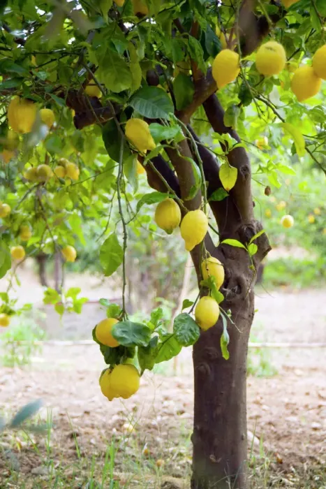 Gerahmter Druck : Zitronenbaum (Citrus limon) Gerahmter Druck : Zitronenbaum (Citrus limon)