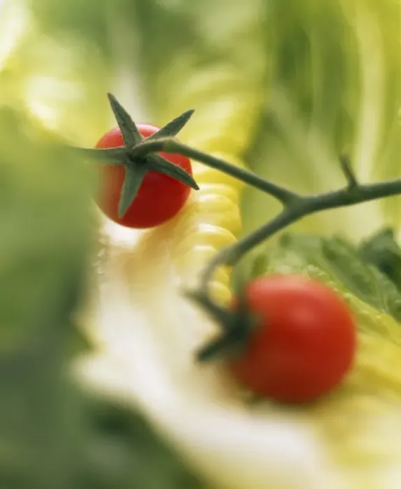 Gerahmter Druck : Rucola und Tomaten Gerahmter Druck : Rucola und Tomaten