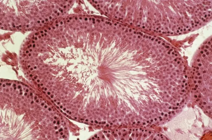 Gerahmter Druck : Bild des Lichtmikroskops eines Rattens Testes Gerahmter Druck : Bild des Lichtmikroskops eines Rattens Testes