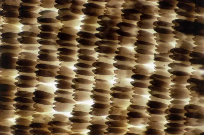 Gerahmter Druck : Bild des Lichtmikroskops eines Schmetterlingsflügels, der dem Schwanzschwammerl ähnelt Gerahmter Druck : Bild des Lichtmikroskops eines Schmetterlingsflügels, der dem Schwanzschwammerl ähnelt