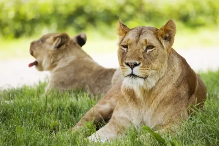 Gerahmter Druck : Lionesses. Löwinnen (Panthera leo). Ruhestätten dieser Art der großen Katze