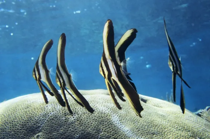 Gerahmter Druck : Langfint Flosserfisch Gerahmter Druck : Langfint Flosserfisch