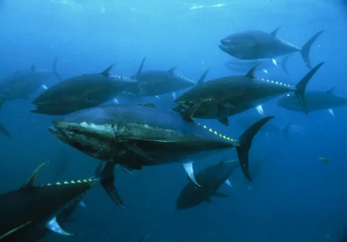 Gerahmter Druck : Langförmiger Thunfisch Gerahmter Druck : Langförmiger Thunfisch