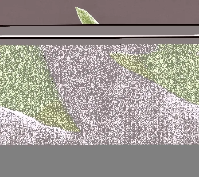 Gerahmter Druck : Lychnocarion radiolariatum (Sem) Gerahmter Druck : Lychnocarion radiolariatum (Sem)