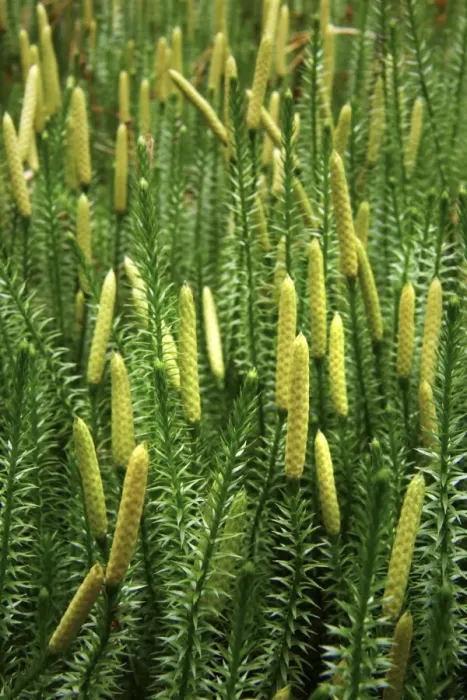 Gerahmter Druck : Lykopodium Annotinium Annotiniuum Gerahmter Druck : Lykopodium Annotinium Annotiniuum