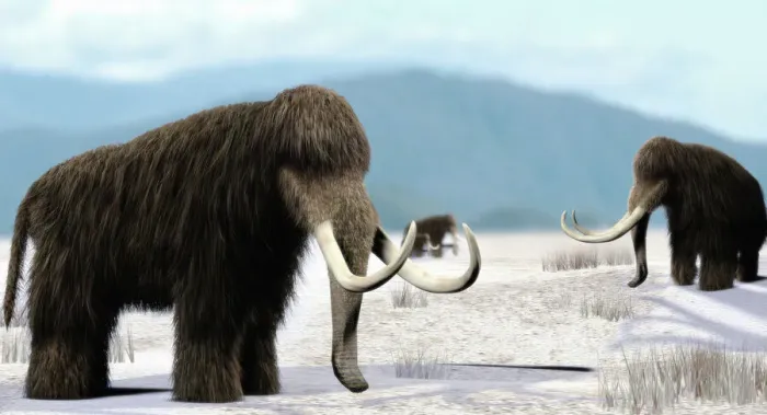 Gerahmter Druck : Mammoth. Mammut. Künstlerische Darstellung einer Herde von Mammuten (Mammuthus sp.) Gerahmter Druck : Mammoth. Mammut. Künstlerische Darstellung einer Herde von Mammuten (Mammuthus sp.)