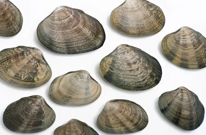 Gerahmter Druck : Manilklammern Gerahmter Druck : Manilklammern