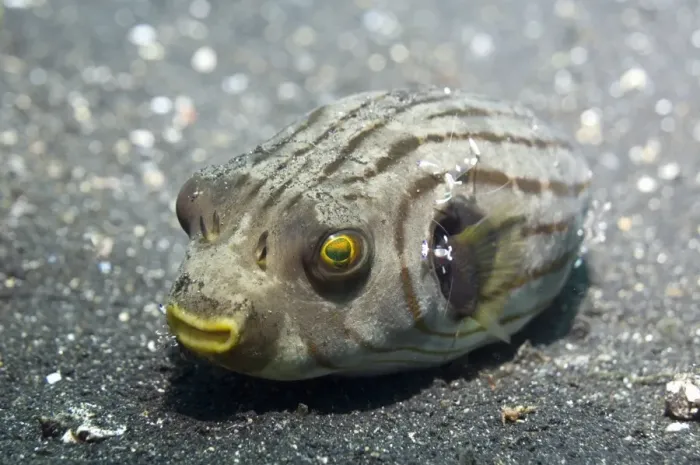 Gerahmter Druck : Mannilapufferfisch Gerahmter Druck : Mannilapufferfisch