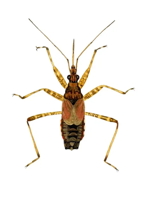Gerahmter Druck : Wasserbettelschmetterling Gerahmter Druck : Wasserbettelschmetterling