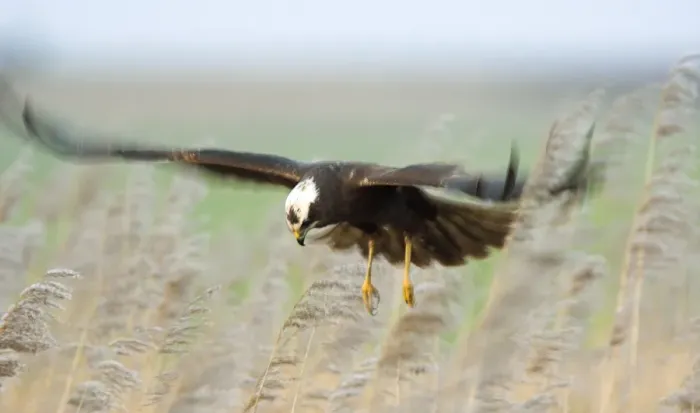 Gerahmter Druck : Wattenschildvogel Gerahmter Druck : Wattenschildvogel