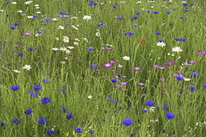 Gerahmter Druck : Grasblumen Gerahmter Druck : Grasblumen