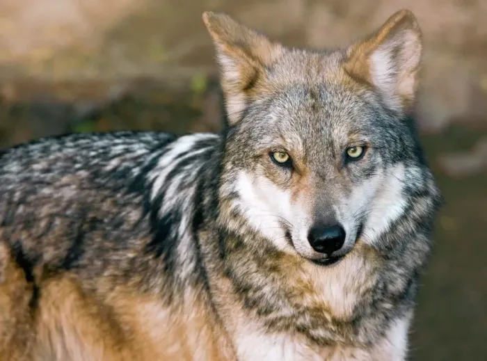 Gerahmter Druck : Kaninchenwolf aus Mexiko Gerahmter Druck : Kaninchenwolf aus Mexiko