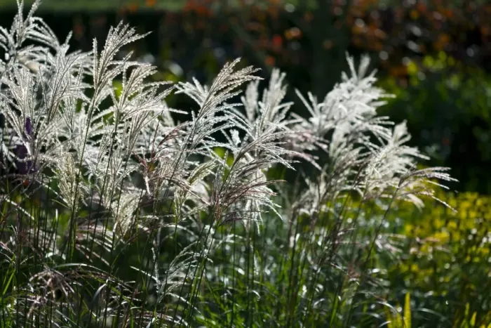 Gerahmter Druck : Mischangrass Chinense
