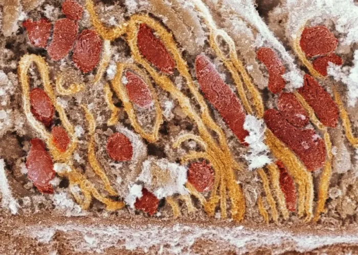 Gerahmter Druck : Mitochondrien, SEM Gerahmter Druck : Mitochondrien, SEM