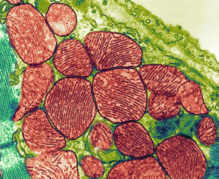 Gerahmter Druck : Mitochondrien (TEM) Gerahmter Druck : Mitochondrien (TEM)