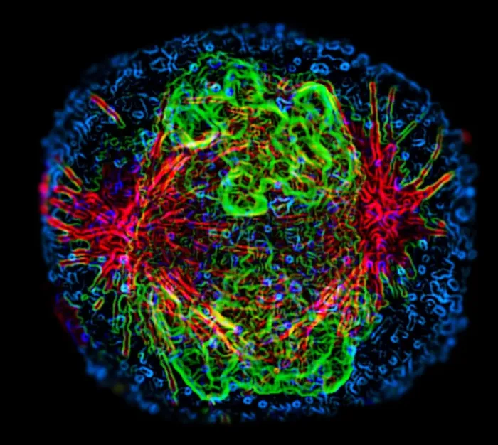 Gerahmter Druck : Mitosis. Mitose. Fluoreszenzmikroskopische Darstellung eines Zells during Gerahmter Druck : Mitosis. Mitose. Fluoreszenzmikroskopische Darstellung eines Zells during