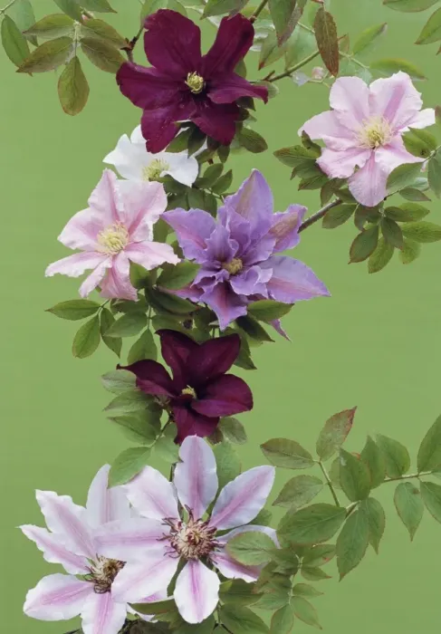 Gerahmter Druck : Mischblume der Clematise