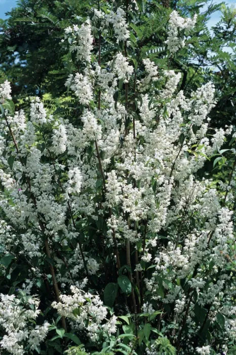 Gerahmter Druck : Weissdornstrauch ( Mock-Orange ) Gerahmter Druck : Weissdornstrauch ( Mock-Orange )