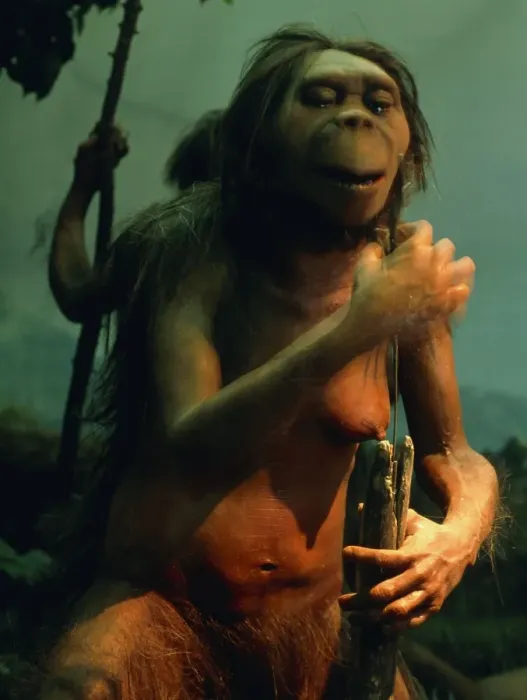 Gerahmter Druck : Modell eines frühen Hominiden (Australopithecus spezifisch) Gerahmter Druck : Modell eines frühen Hominiden (Australopithecus spezifisch)