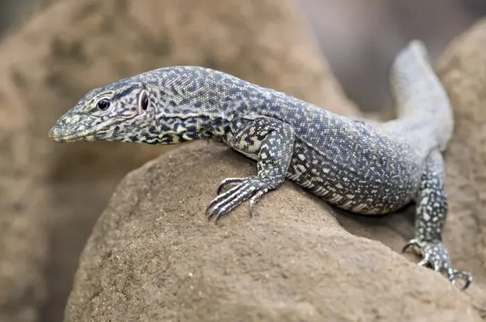 Gerahmter Druck : Froschlöwe C017  /  3772