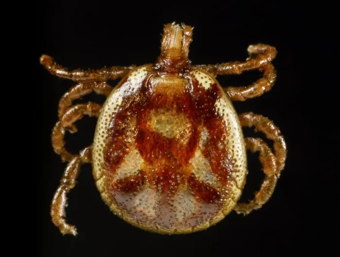 Gerahmter Druck : Ameisenlöwe Tick Gerahmter Druck : Ameisenlöwe Tick