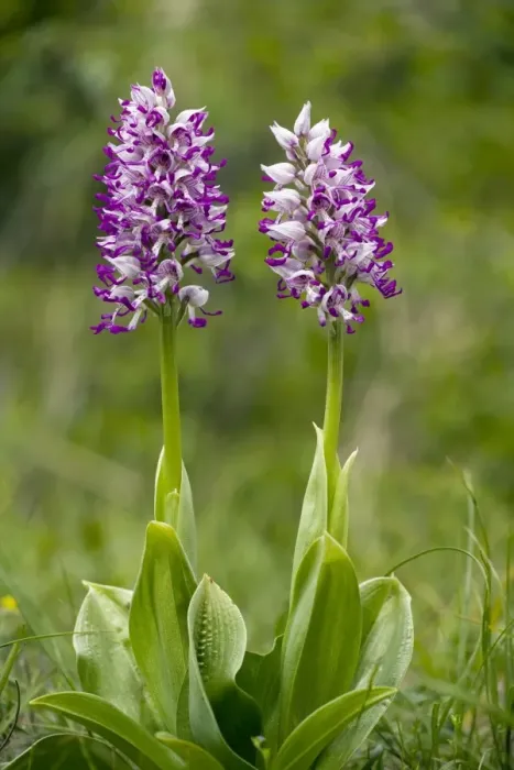Gerahmter Druck : Affenblume (Orchis simia) Gerahmter Druck : Affenblume (Orchis simia)