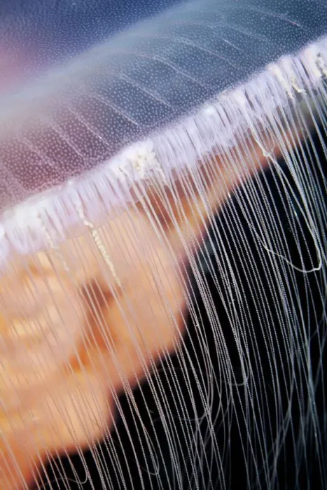 Gerahmter Druck : Mondschwammfisch Gerahmter Druck : Mondschwammfisch