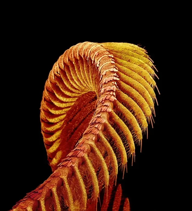 Gerahmter Druck : Flugmenschantenne, SEM Gerahmter Druck : Flugmenschantenne, SEM