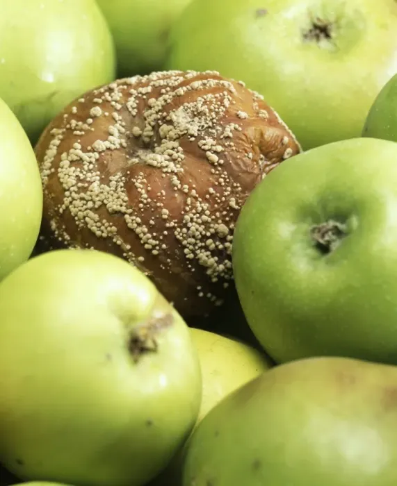 Gerahmter Druck : Entarteter Apfel Gerahmter Druck : Entarteter Apfel