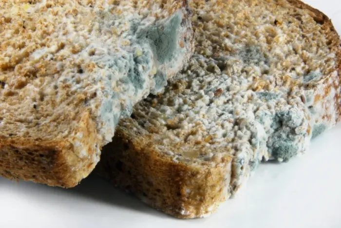 Gerahmter Druck : Schimmelbrot Gerahmter Druck : Schimmelbrot