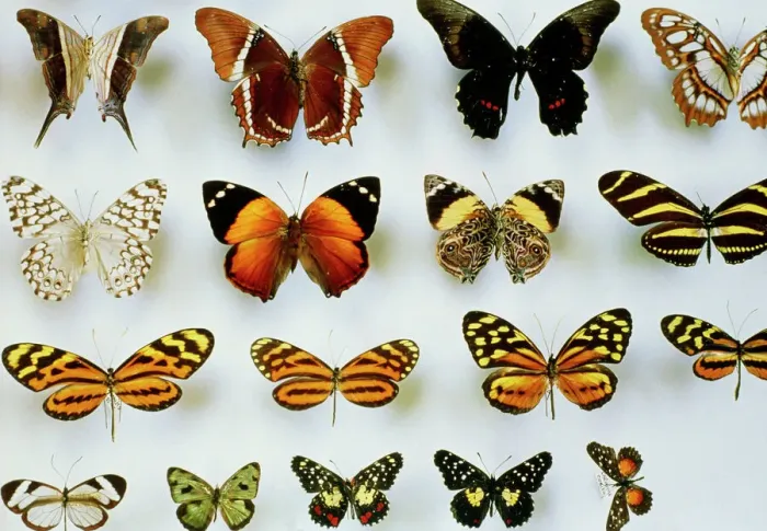 Gerahmter Druck : Montierte Schmetterlinge Gerahmter Druck : Montierte Schmetterlinge