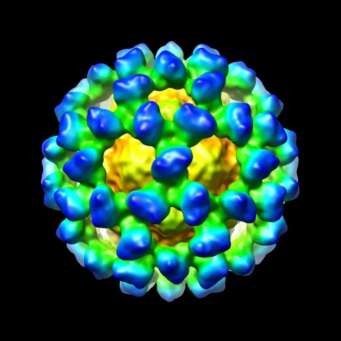 Gerahmter Druck : Mausviren Norovirus, Computermodell Gerahmter Druck : Mausviren Norovirus, Computermodell