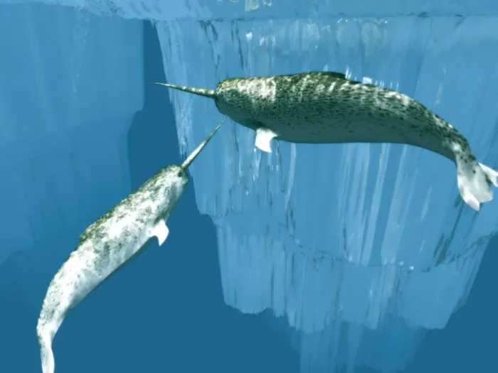 Gerahmter Druck : Narwhals. Narwalke (Monodon monoceros), Computerkunstwerk Gerahmter Druck : Narwhals. Narwalke (Monodon monoceros), Computerkunstwerk