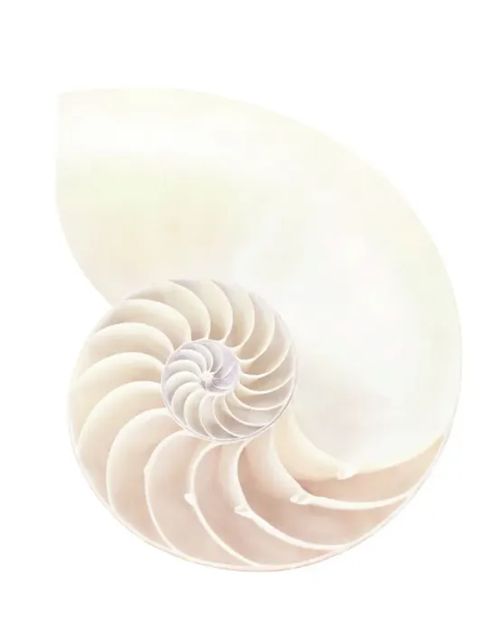 Gerahmter Druck : Naturkorb der Nautiluschale Gerahmter Druck : Naturkorb der Nautiluschale