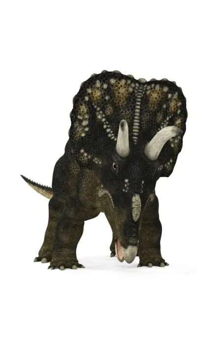 Gerahmter Druck : Nedorceratops-Dinosaur Gerahmter Druck : Nedorceratops-Dinosaur