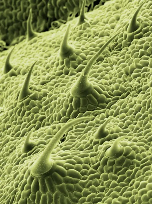 Gerahmter Druck : Stachelblättertrichome im SEM Gerahmter Druck : Stachelblättertrichome im SEM