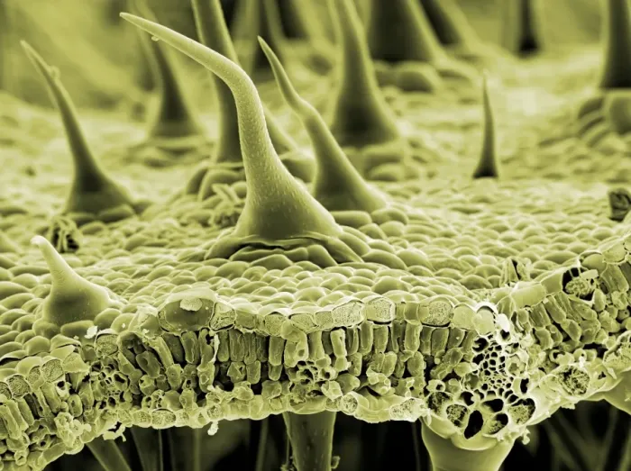 Gerahmter Druck : Grasnarbenblätter Trichome, SEM Gerahmter Druck : Grasnarbenblätter Trichome, SEM