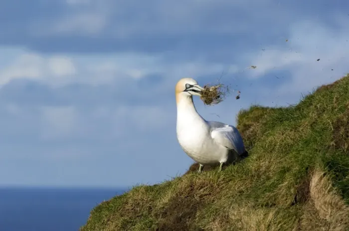 Gerahmter Druck : Nordgansvogel Gerahmter Druck : Nordgansvogel