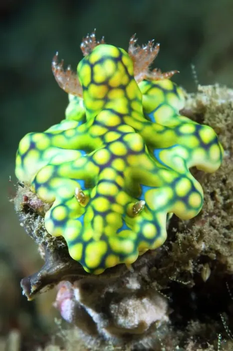 Gerahmter Druck : Nudibranch