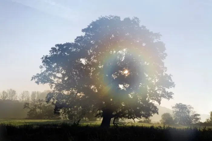 Gerahmter Druck : Eiche im Nebel Gerahmter Druck : Eiche im Nebel