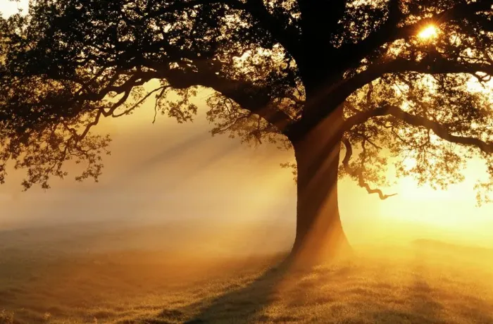 Gerahmter Druck : Eiche am Sonnenaufgang Gerahmter Druck : Eiche am Sonnenaufgang