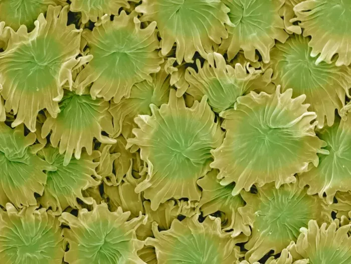 Gerahmter Druck : Olivenblättertrichome, SEM Gerahmter Druck : Olivenblättertrichome, SEM