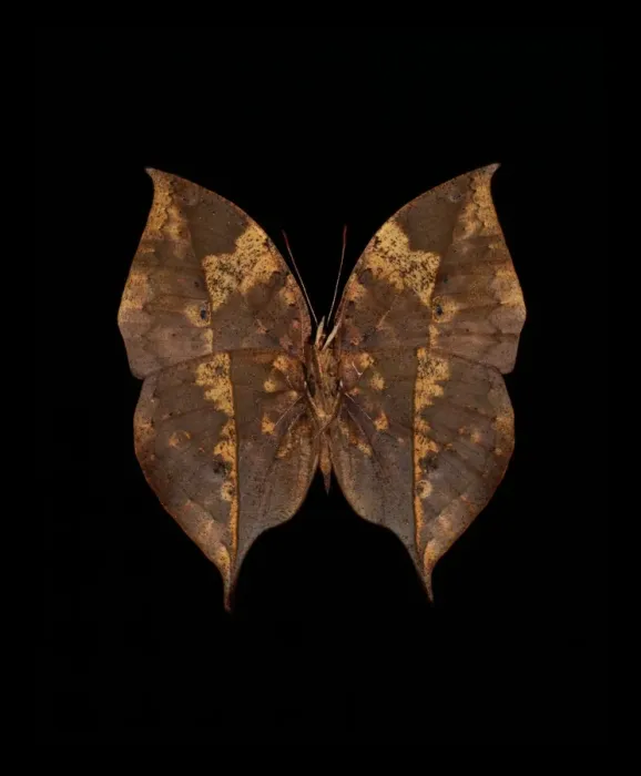 Gerahmter Druck : Orang-Ochsenblattschmetterling Gerahmter Druck : Orang-Ochsenblattschmetterling