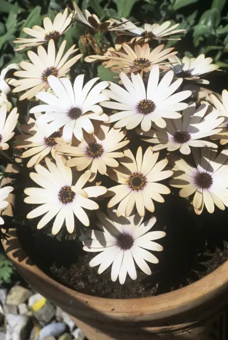 Gerahmter Druck : Ostrosperma Serena Gerahmter Druck : Ostrosperma Serena