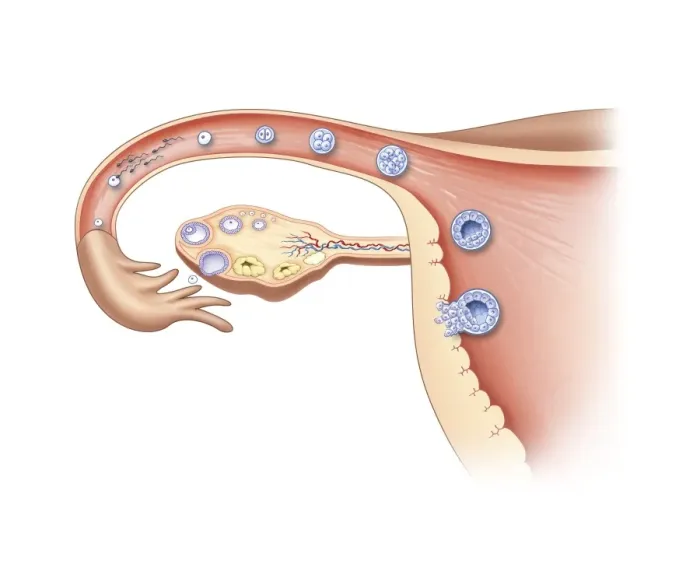 Gerahmter Druck : Ovulation und Befruchtungskunst Gerahmter Druck : Ovulation und Befruchtungskunst