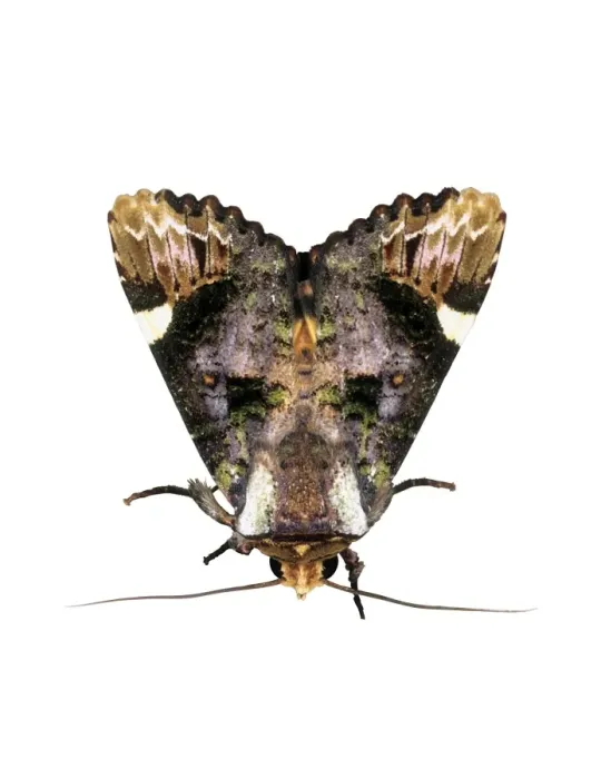 Gerahmter Druck : Wurmerflügler Mohnschmetterling Gerahmter Druck : Wurmerflügler Mohnschmetterling